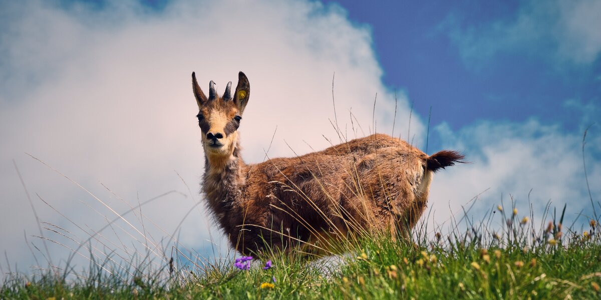 un camoscio si staglia contro il cielo azzurro con qualche nuvola, in primissimo piano l'erba del prato, con fiori, copre le zampe dell'animale