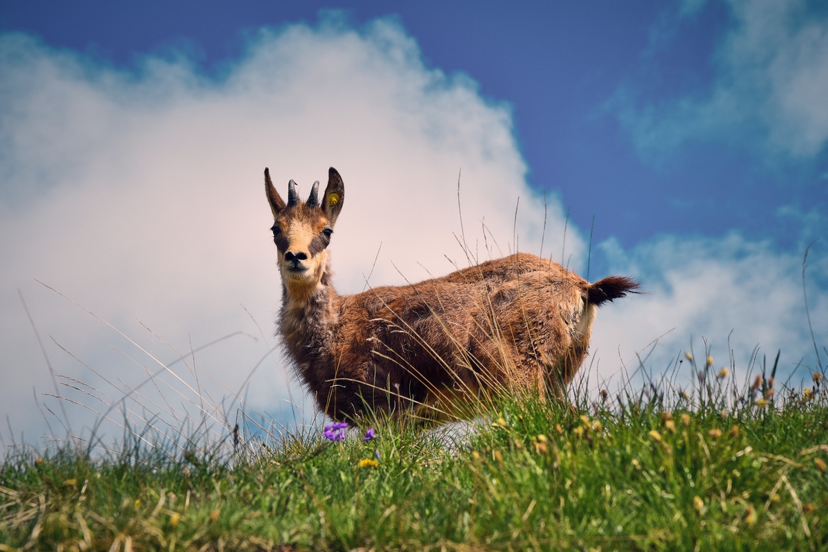 un camoscio si staglia contro il cielo azzurro con qualche nuvola, in primissimo piano l'erba del prato, con fiori, copre le zampe dell'animale