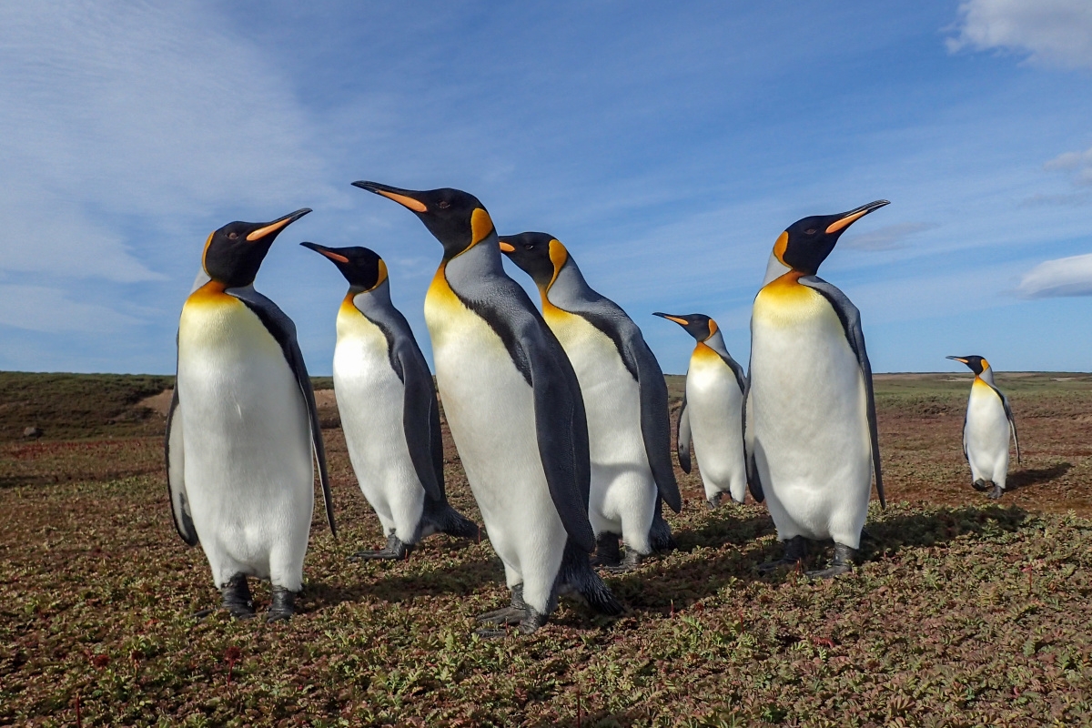 Pinguini alle isole Kerguelen
