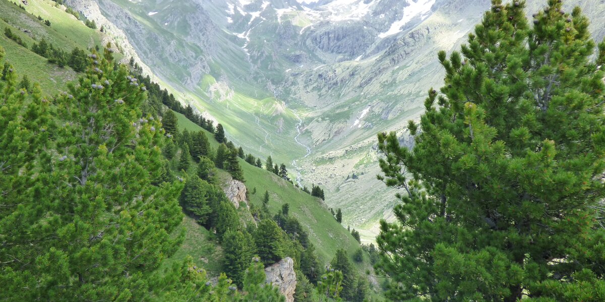 vallone di Vallanta: si vede dall'alto il vallone con il rio che scorre in mezzo, l'ambiente è completamente verdeggiante