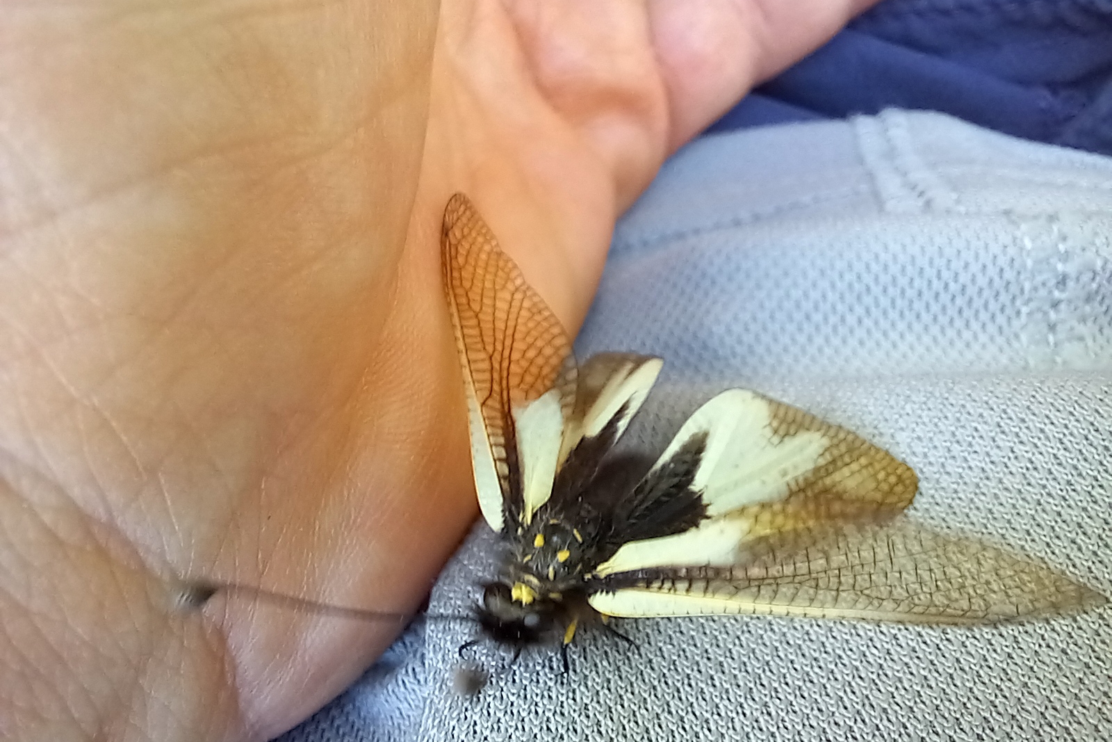 un esemplare di ascalafo vicino ad una mano