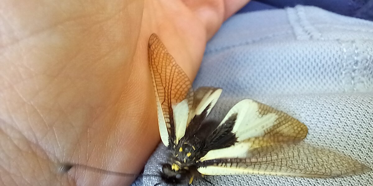 esemplare di ascalafo vicino ad una mano
