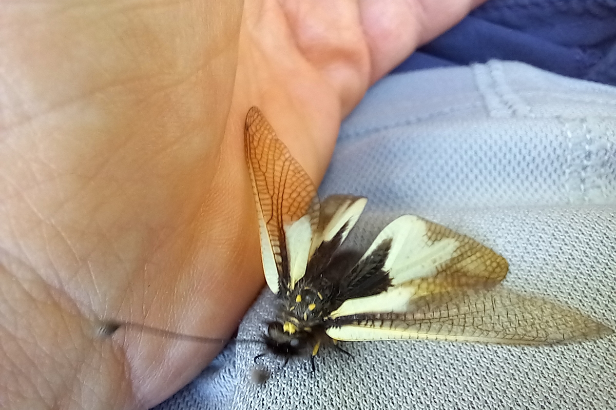 esemplare di ascalafo vicino ad una mano