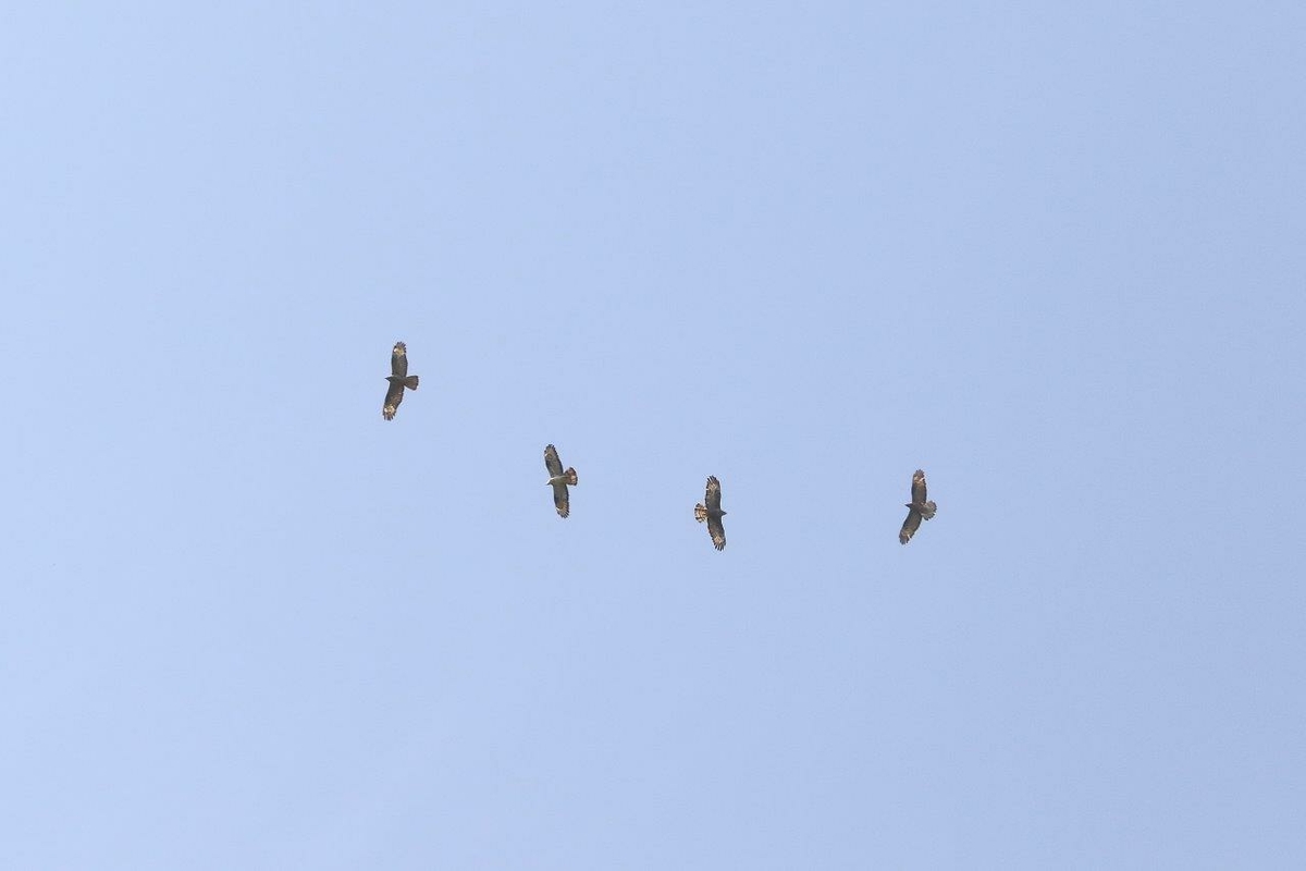 quattro falchi pecchiaioli fotografati durante il progetto: la foto è scattata dal basso verso l'alto e i rapaci sono immersi nel cielo, di colore azzurro-grigio