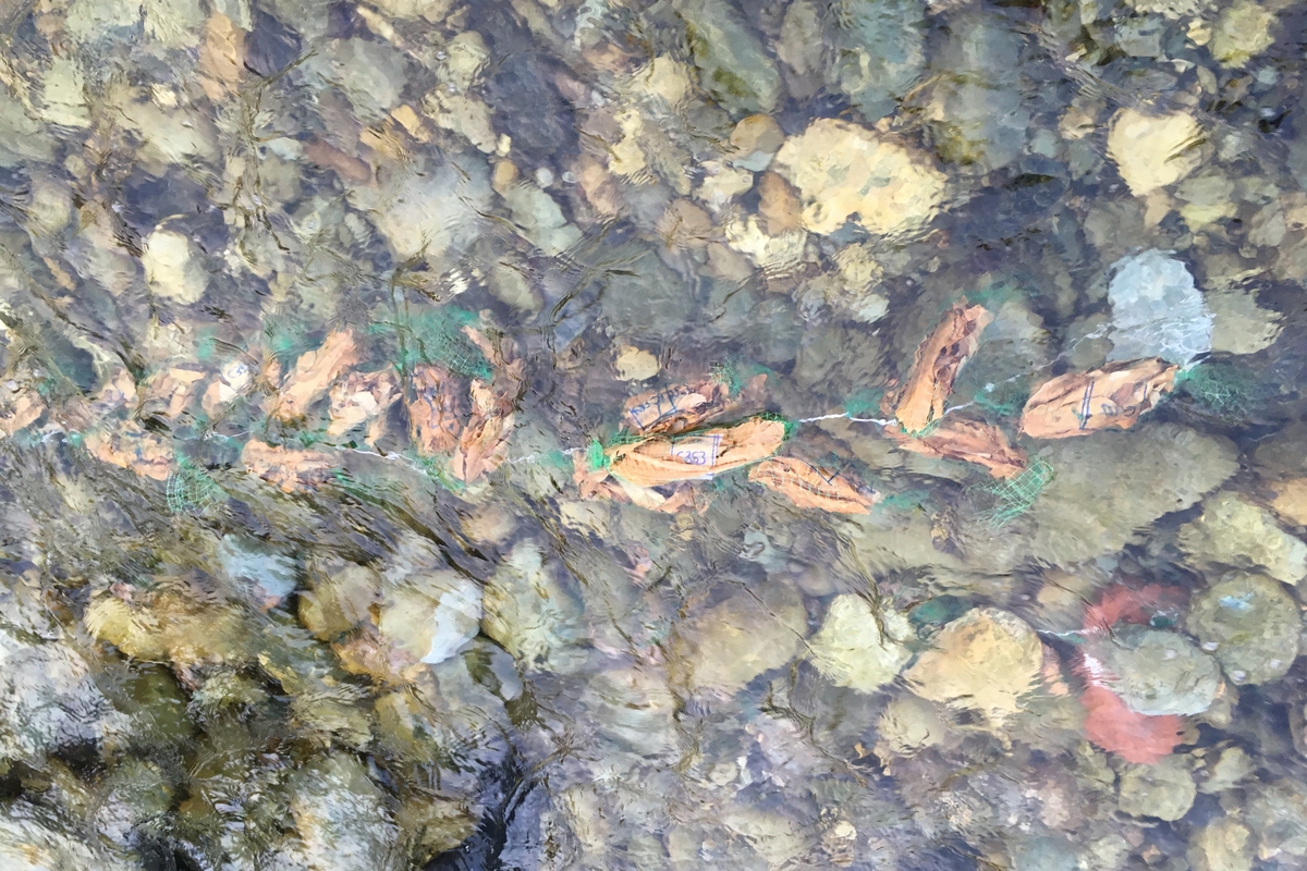 Leaf bags in the riverbed. Leaf packs are made from 1 cm mesh netting to allow colonization by aquatic macroinvertebrates. Each pack contains 5 grams of dried oak or chestnut leaves. The photo shows the leaf bags as they are placed in the riverbed: the packs are tied together with a special cord to form a chain. The cords are secured to the river substrate by tying the ends to rocks or branches, with the leaf packs anchored to the substrate using small stones.