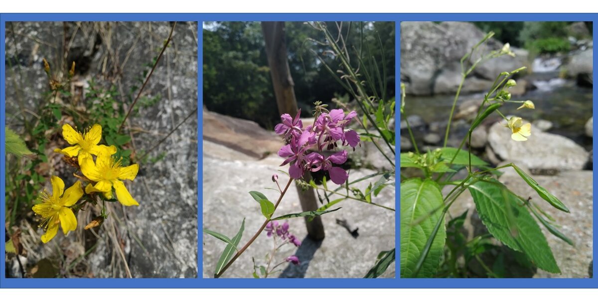 A photograph depicting some herbaceous species found in the study area during the compilation of the checklist.