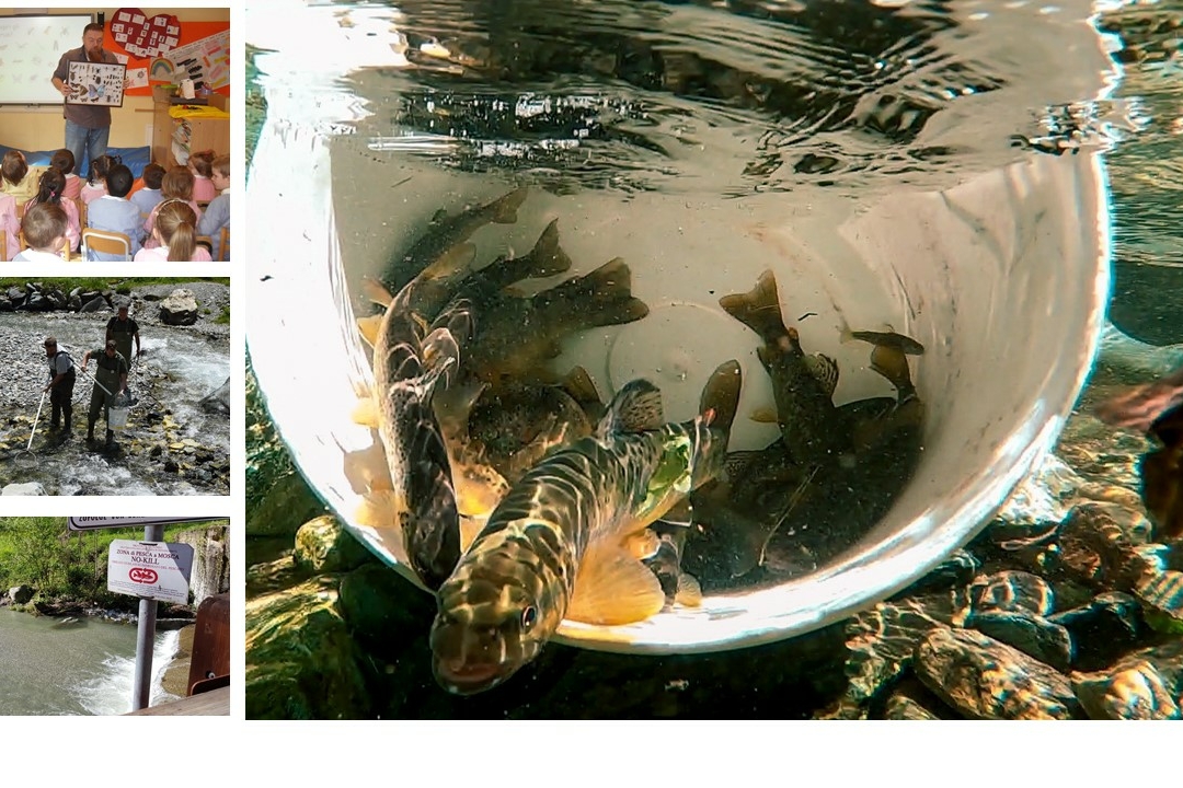 The image is a collage of various photographs showcasing some of Alpstream's activities in the territory. Starting from the first one, in the top left, Professor Fenoglio is seen showing an entomological collection to elementary school children. The second photo depicts staff conducting a fish population survey in the no-kill area of the Po Valley. The third photo shows the no-kill section of the Val Varaita, where sediment flushing has left the riverbed entirely covered with gravel and fine sediment. Finally, the fourth image is an underwater shot showing the release of some trout captured during a survey in the no-kill section of the Po Valley.