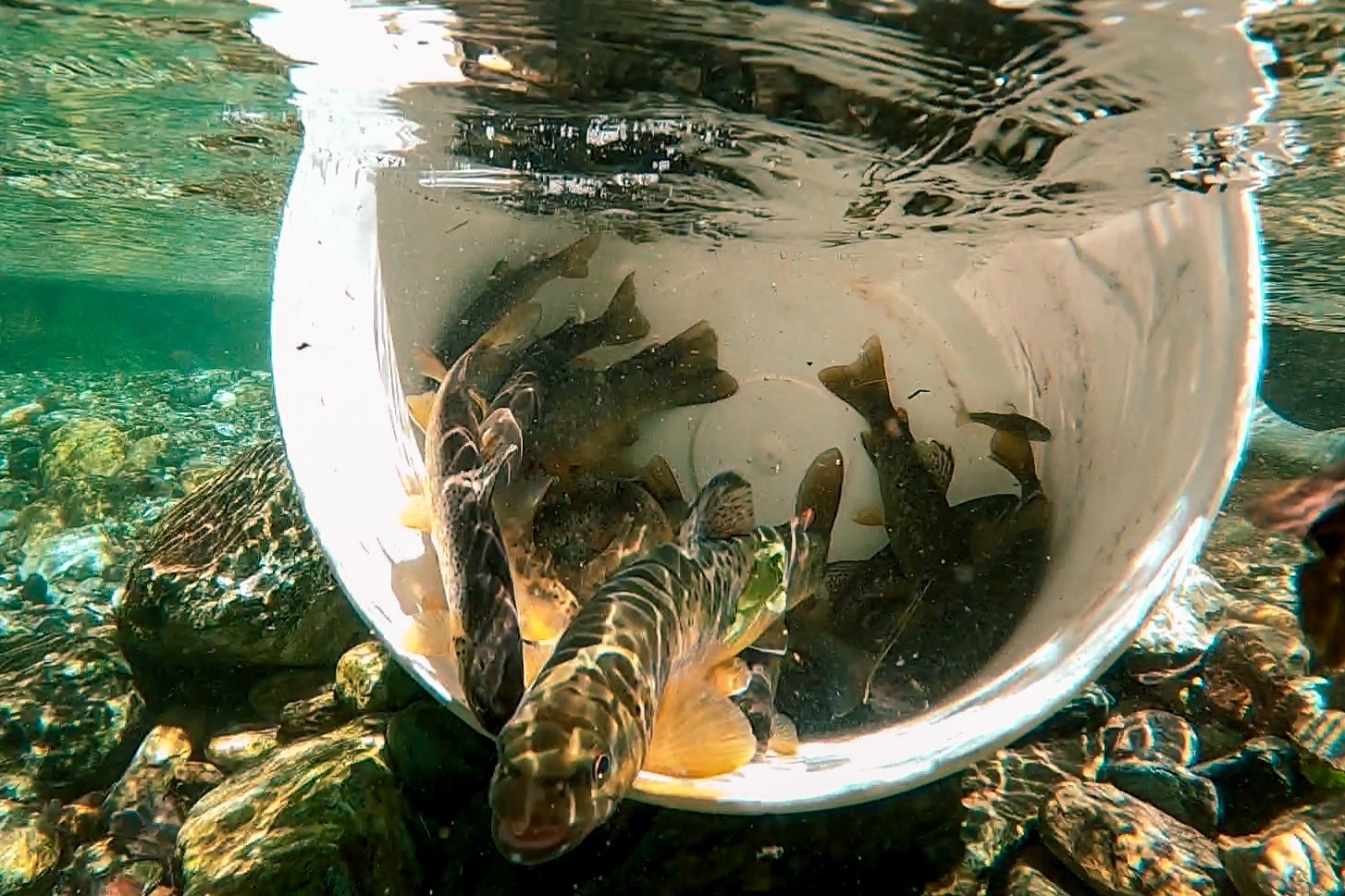 Underwater photo depicting some trout specimens captured during a survey and later released in the no-kill stretch of the Val Po.
