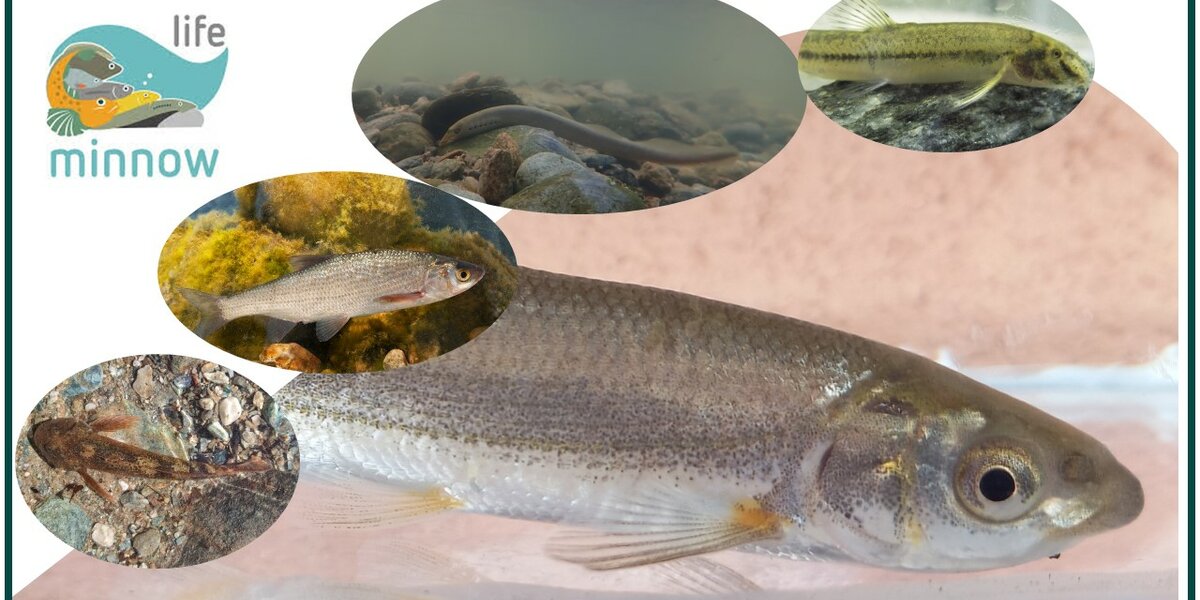 le 5 specie di pesci considerate a rischio e incluse nel progetto life minnows: lasca, savetta, vairone, scazzone, cobite mascherato e lampreda padana