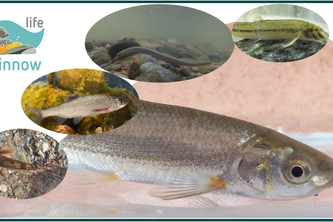 the 5 fish species considered as endangered and included in the life minnows: lasca, savetta, vairone, scazzone, cobite mascherato e lampreda padana