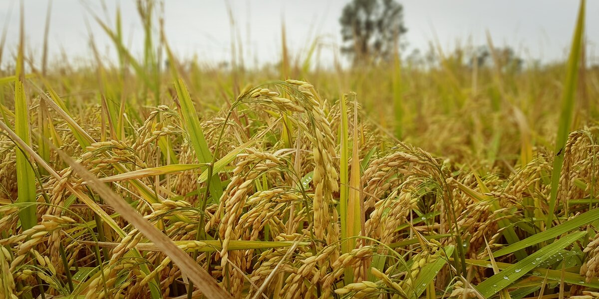 una foto in cui si osserva il campo riso poco prima della raccolta