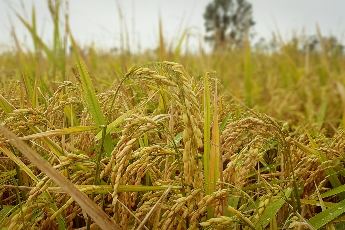 una foto in cui si osserva il campo riso poco prima della raccolta