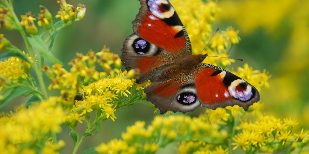 una farfalla Vanessa io o occhio di pavone, di colore arancio-bruno con inserti su fiori gialli