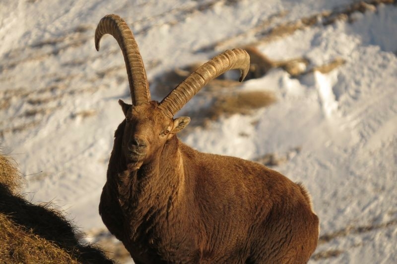 un esemplare di stambecco adulto, con neve sullo sfondo.