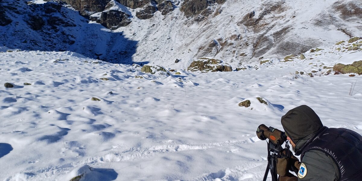 Un guardiaparco inquadrato di spalle mentre, con un binocolo in mano, guarda un pendio montuoso dove potrebbero trovarsi degli stambecchi, che non si vedono in foto. Sullo sfondo, in alto a sinistra nell'immagine, si vede il Monviso.