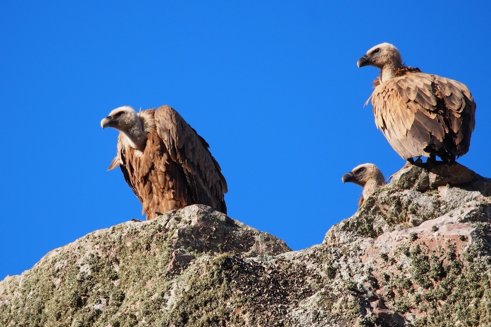 tre esemplari di grifone appollaiati su una roccia dietro alla quale si vede un cielo azzurro: due di essi sono visibili quasi completamente, del terzo si scorge solo la testa.