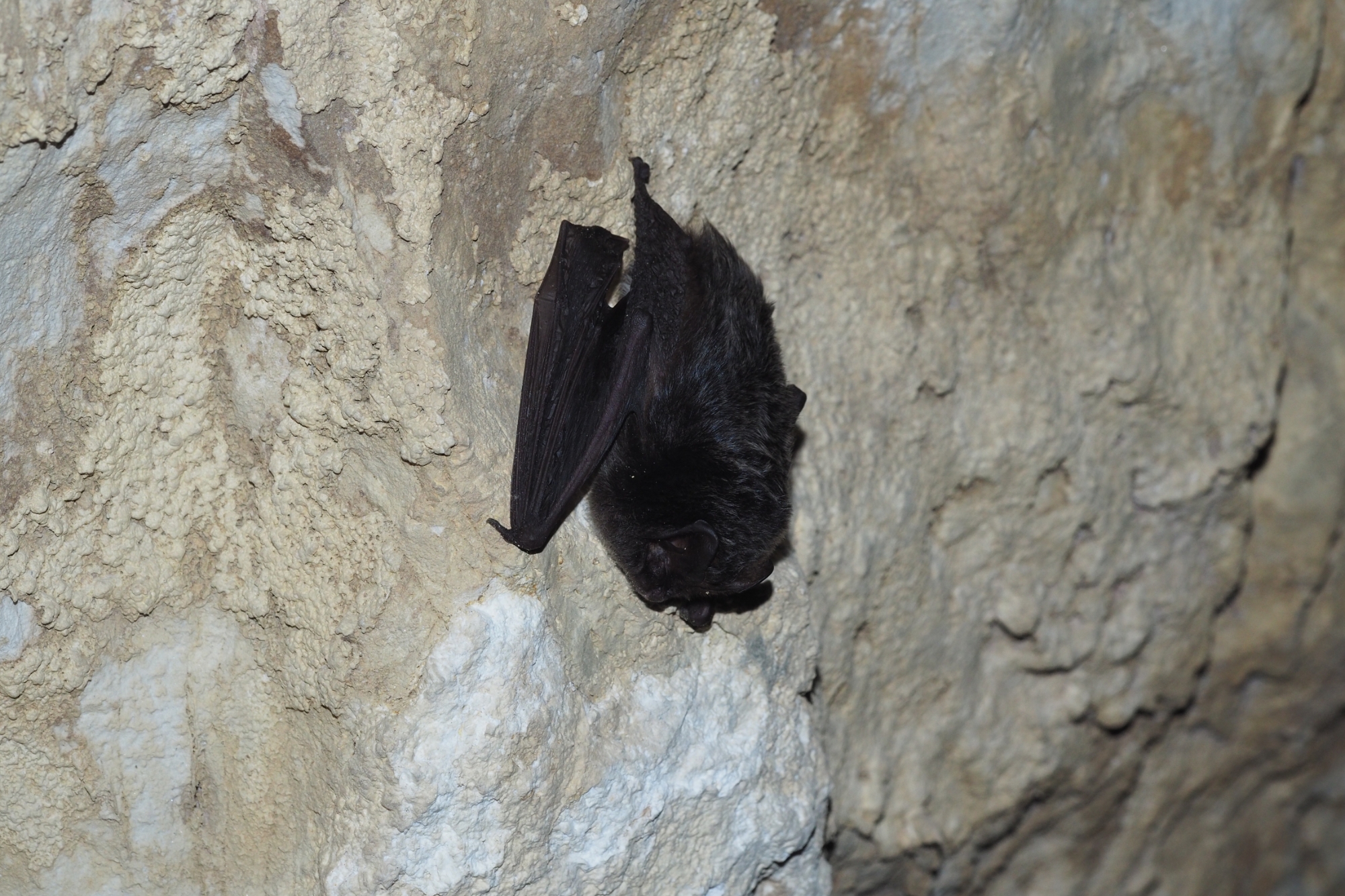 un pipistrello della specie Barbastella barbastellus in ibernazione invernale nella grotta del Rio Martino a Crissolo