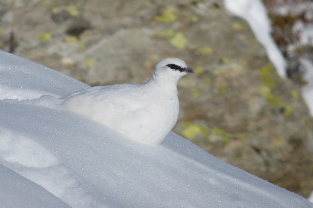 una pernice bianca mimetizzata nella neve, con una roccia grigio-verde sullo sfondo