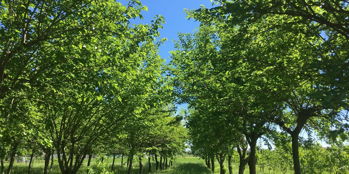 un frutteto con gelsi: si vedono due filari di alberi in primo piano. il cielo è azzurro.