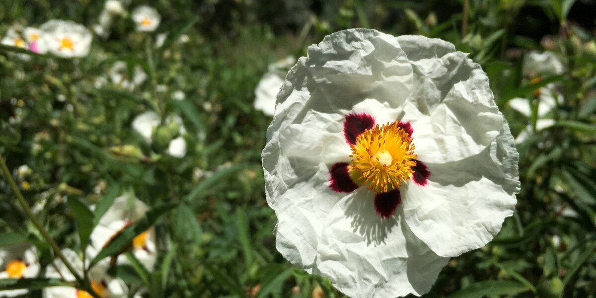 fiore bianco con alcune screziature gialle e rosse colto da vicino