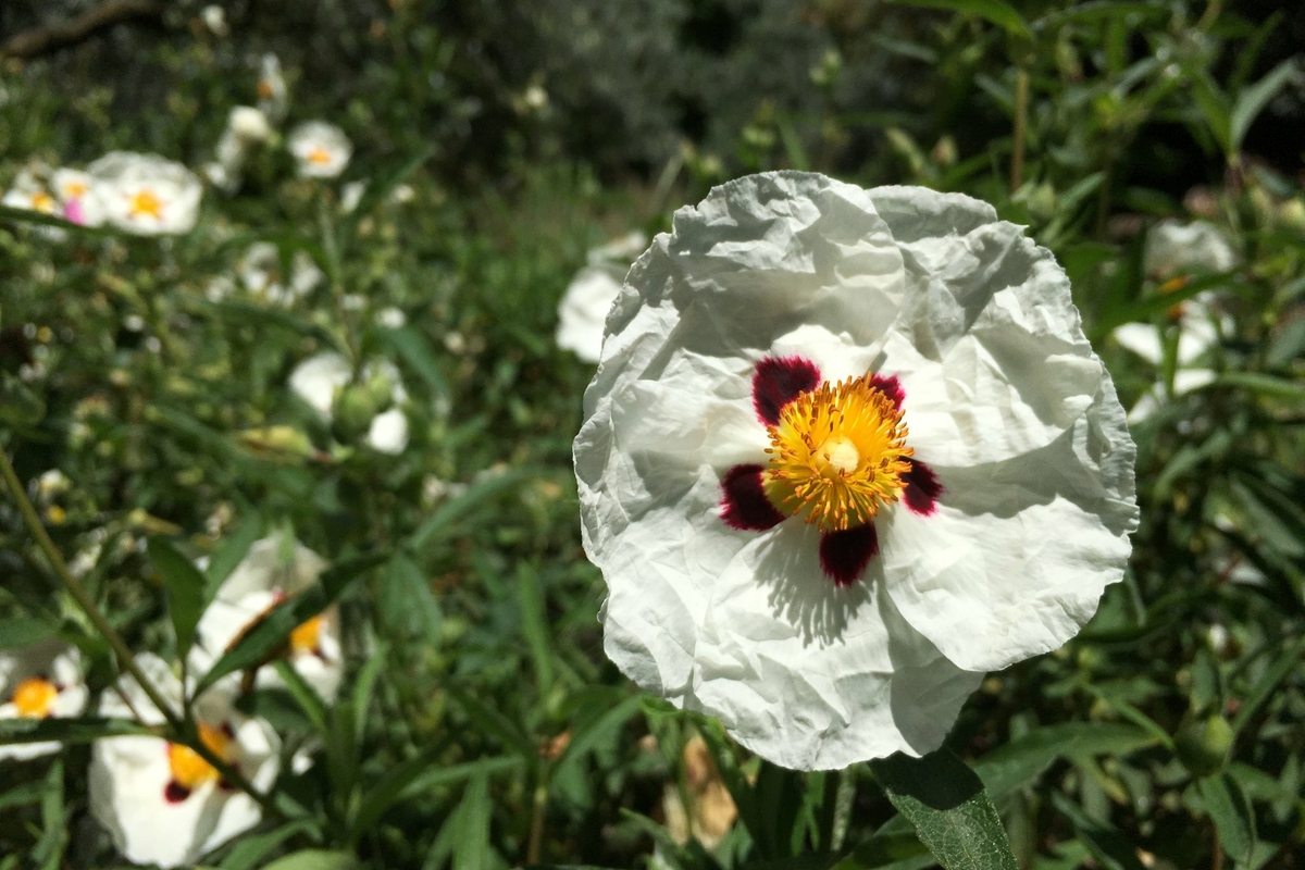 fiore bianco con alcune screziature gialle e rosse colto da vicino