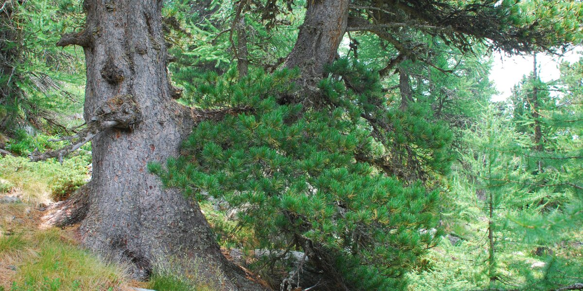 sulla sinistra della foto c'è un tronco di pino cembro con un ramo che parte in orizzontale verso destra; sullo sfondo altri alberi