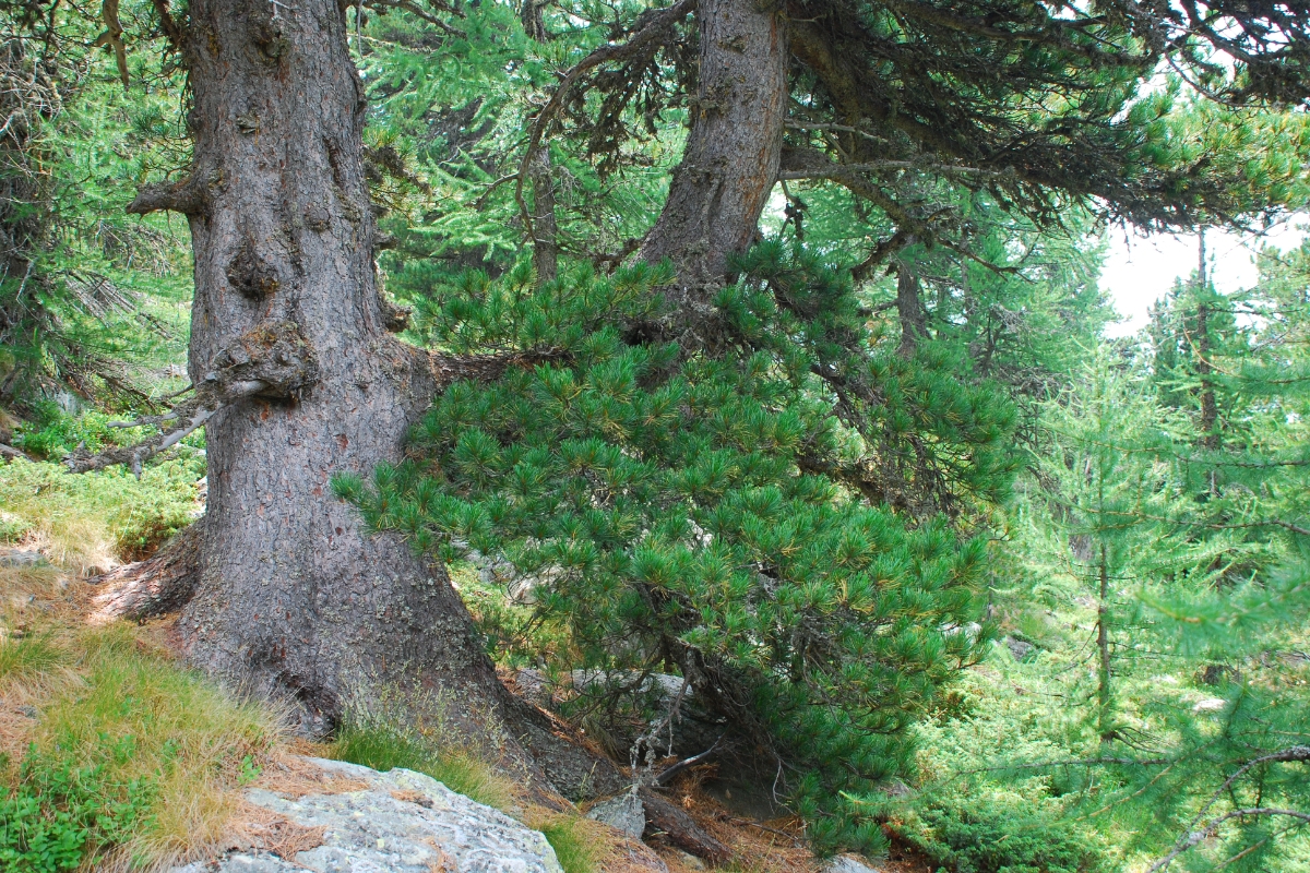 sulla sinistra della foto c'è un tronco di pino cembro con un ramo che parte in orizzontale verso destra; sullo sfondo altri alberi