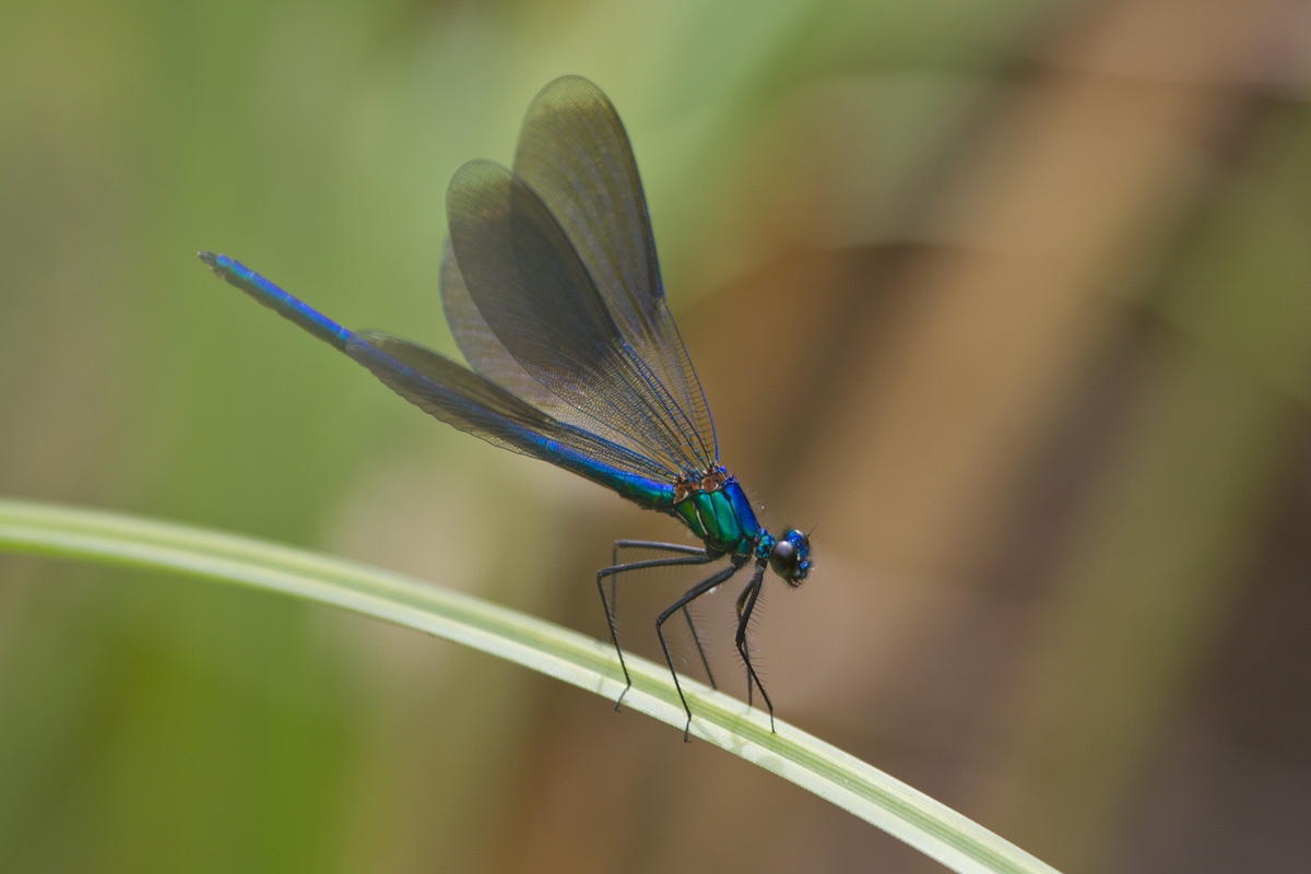 Immagine con descrizione mancante