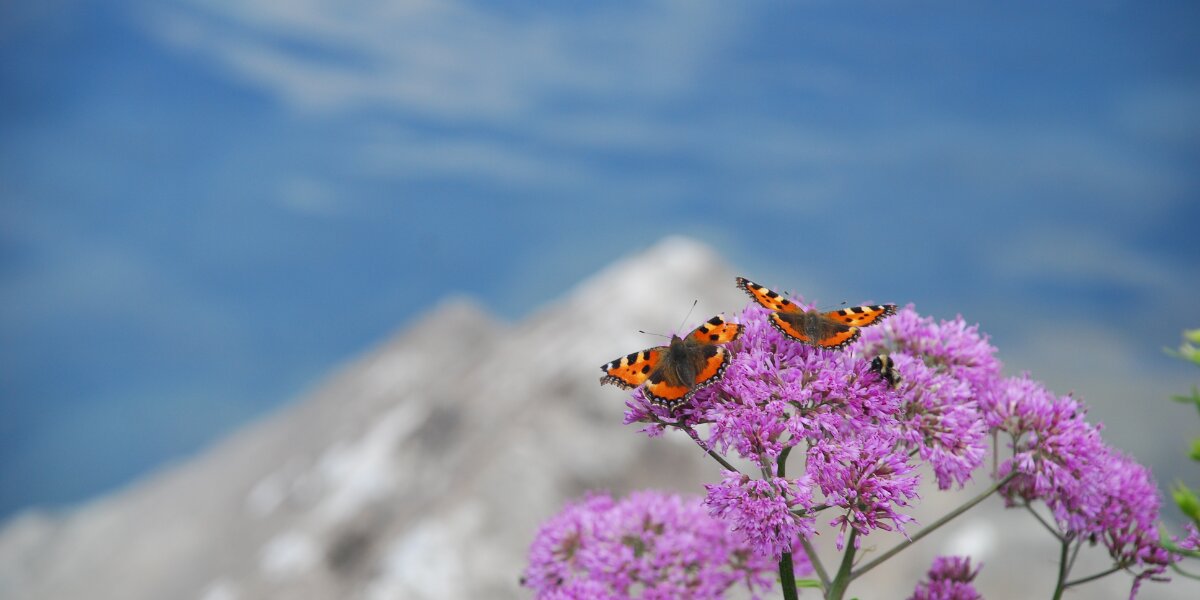due farfalle di colorazione arancio-ocra e marrone sono adagiate su fiori di colore lilla; sullo sfondo si vede la sagoma delle montagne