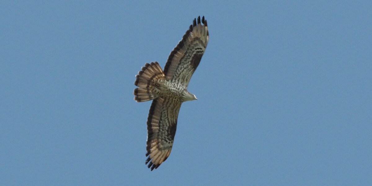un falco pecchiaiolo osservato da terra, su uno sfondo di cielo azzurro