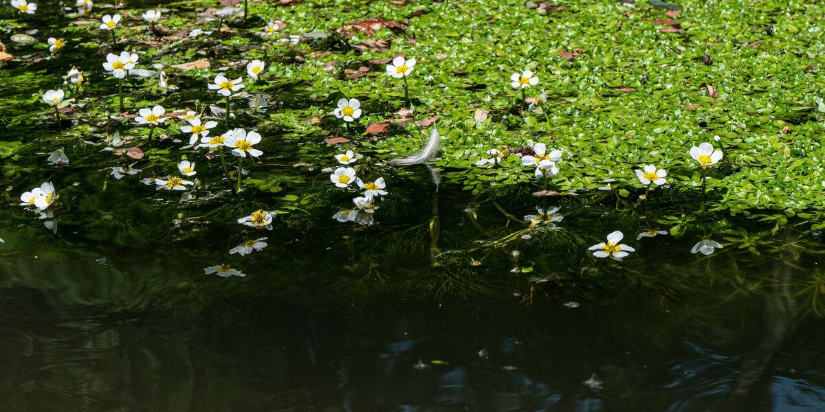 ranuncoli fluitanti in fiume