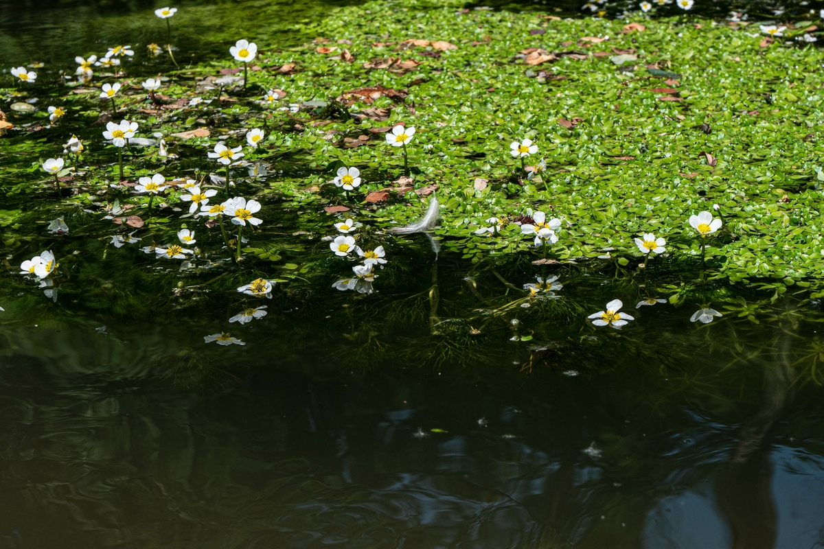 ranuncoli fluitanti in fiume