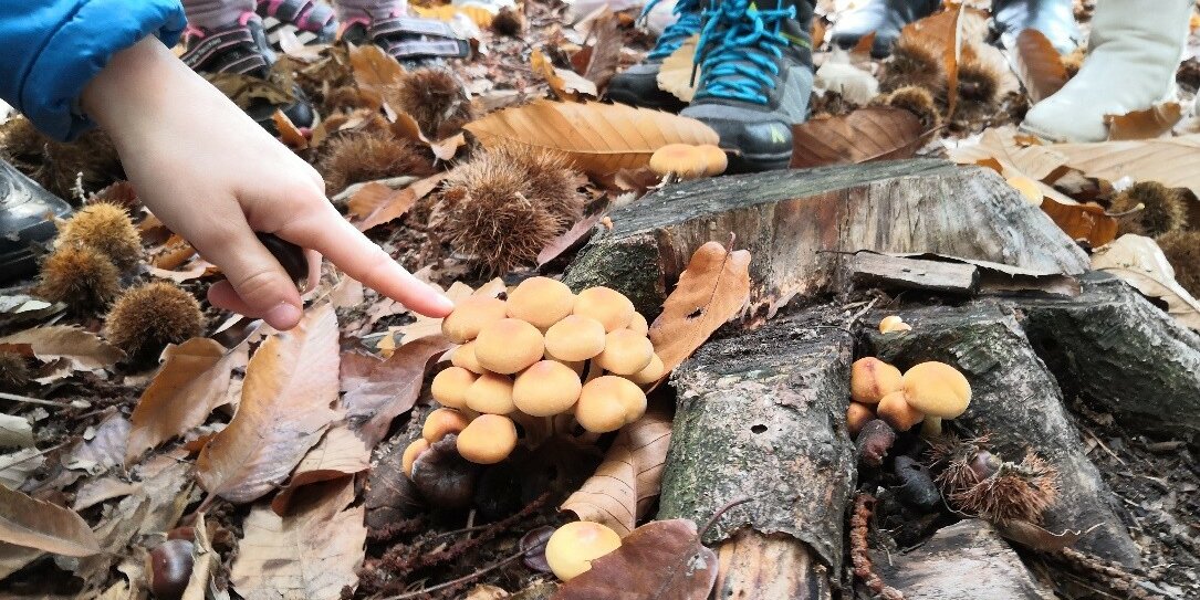 in un contesto autunnale in primo piano dei funghi beige a grappolo che spuntano da un vecchio ceppo, una mano lo indica, sullo sfondo piedi di ragazzi