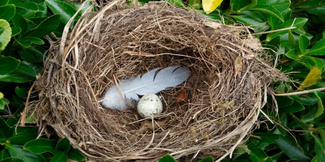 un nido di uccello con dentro un uovo e una penna bianca