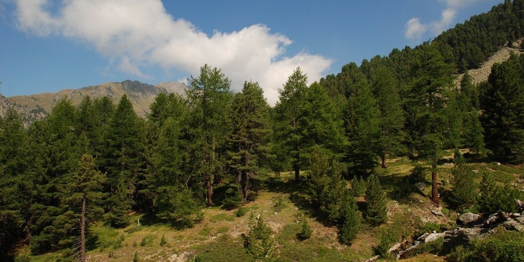 immagine di un bosco montano con un prato sul davanti e cielo azzurro con nuvole sullo sfondo