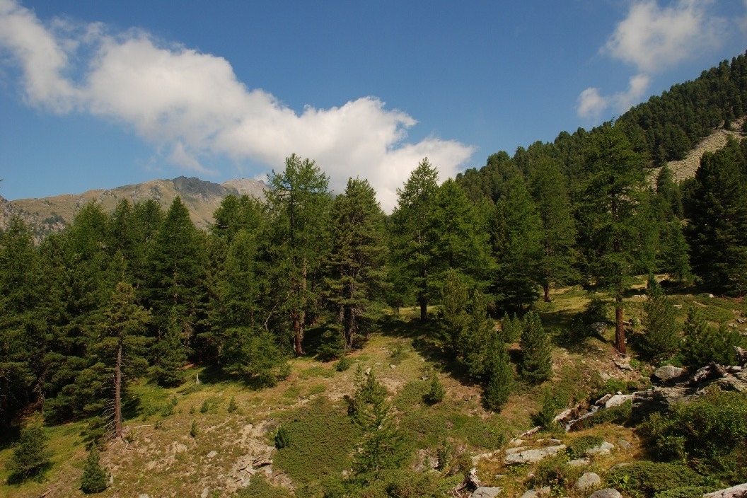 immagine di un bosco montano con un prato sul davanti e cielo azzurro con nuvole sullo sfondo