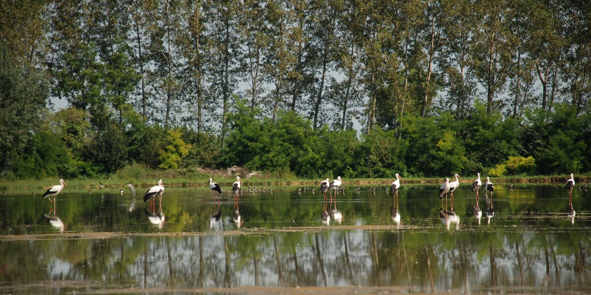 un gruppo di cicogne si riflette in uno specchio d'acqua, sullo sfondo alti alberi