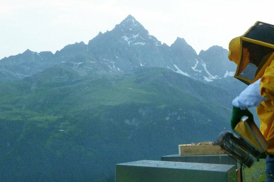 un apicoltore con un affumicatore lavora vicino a delle arnie. sullo sfondo il monviso