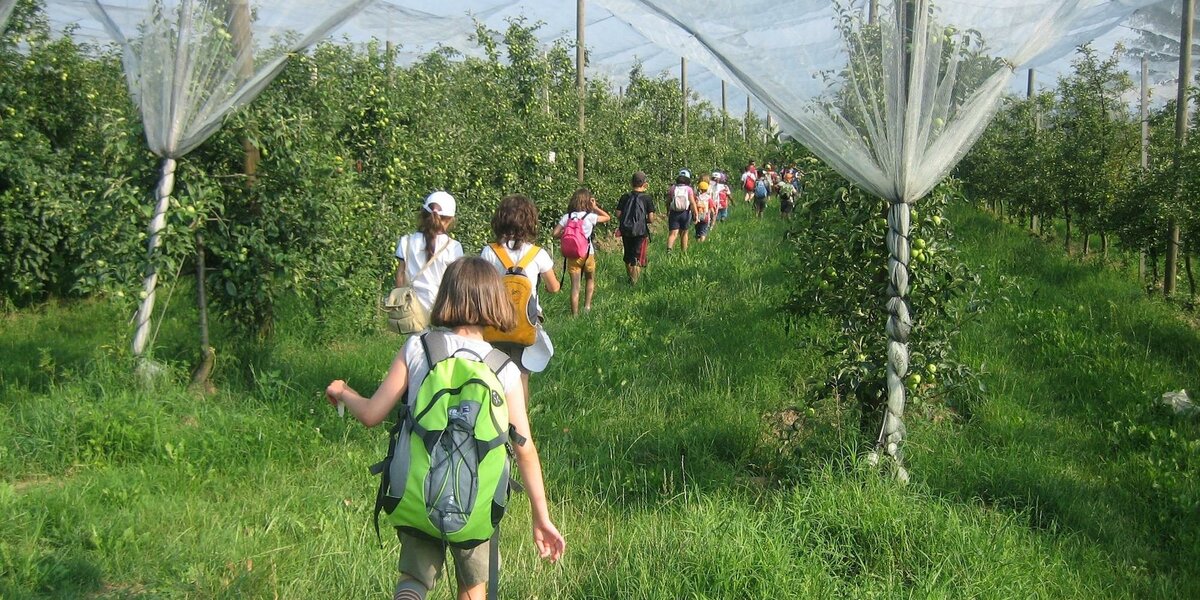 bambini in fila indiana passeggiano tra i filari di un frutteto