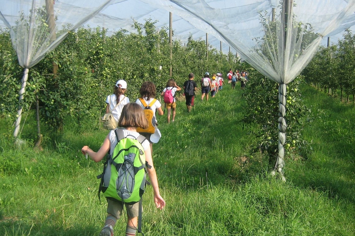bambini in fila indiana passeggiano tra i filari di un frutteto