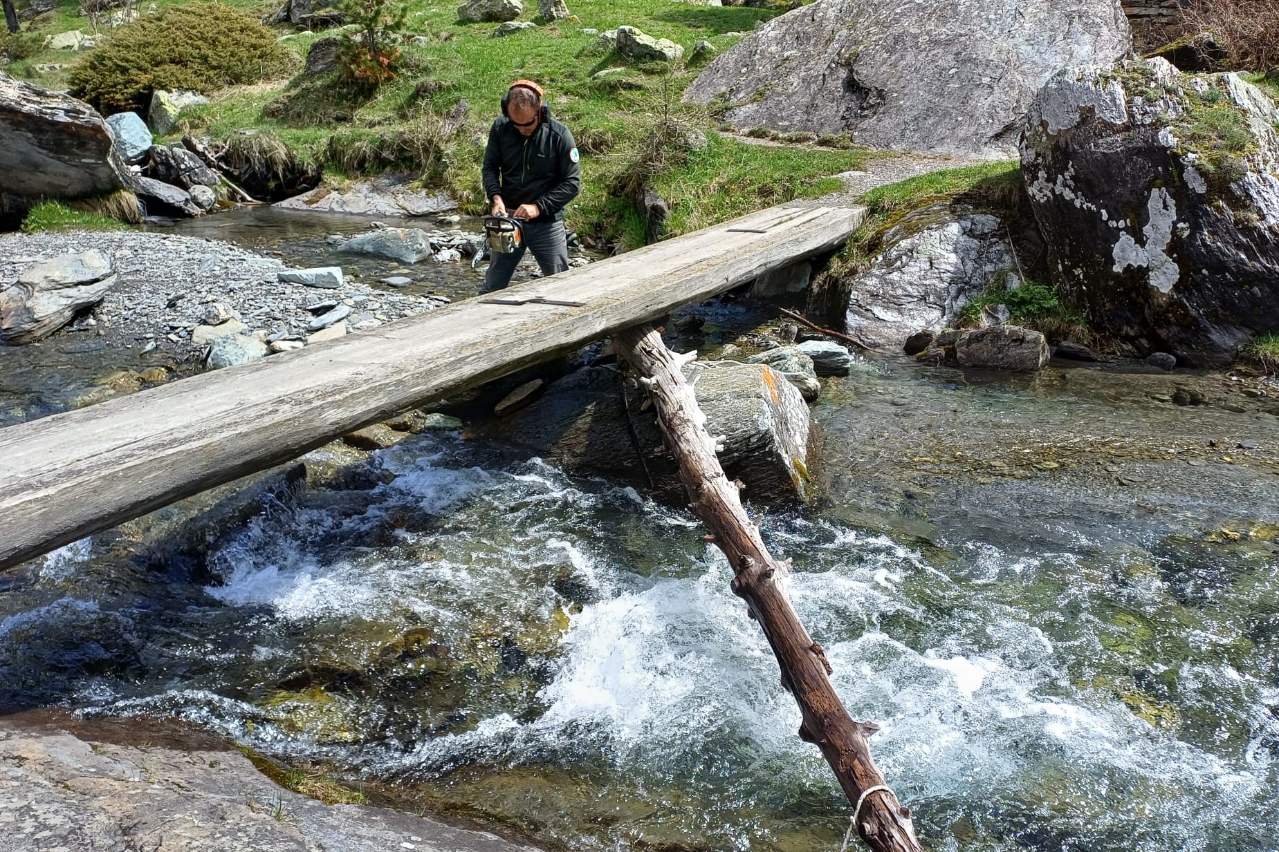 un operaio del Parco del Monviso immerso per metà nelle acque di un torrente sta azionando una motosega per tagliare un tronco di grandi dimensioni che si è incastrato sotto a una passerella di legno