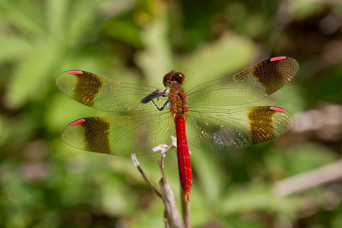 un esemplare di cardinale striato, insetto della famiglia delle libellule di colore rosso