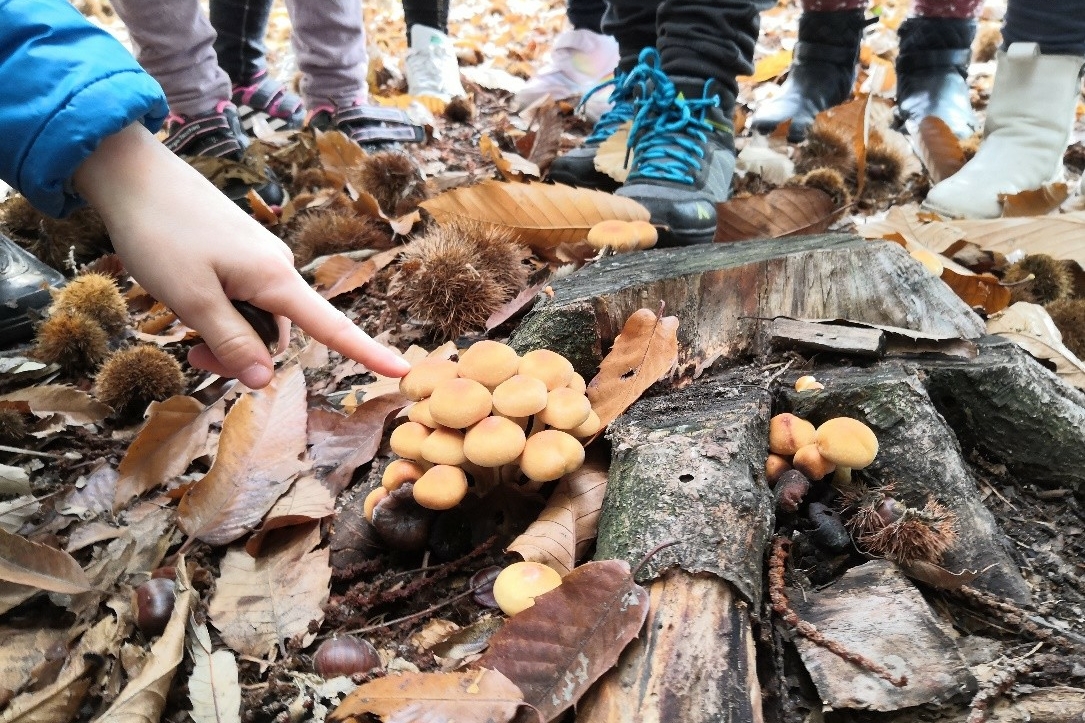 Una scena di esplorazione naturalistica in un bosco autunnale mostra la mano di un bambino che indica un gruppo di funghi color crema-arancio che crescono su un tronco caduto in decomposizione. Il terreno del sottobosco è coperto da foglie secche autunnali di varie tonalità di marrone e castagne con i loro ricci spinosi aperti. Intorno si vedono le gambe e i piedi di diversi bambini con scarpe da trekking colorate (tra cui una coppia con lacci turchesi) che circondano il punto di osservazione. Il tronco marcescente presenta corteccia grigia e muschio verdastro. I funghi, probabilmente una varietà commestibile o almeno non velenosa vista l'attività didattica, formano un grappolo compatto. La scena rappresenta un'attività educativa outdoor, probabilmente una passeggiata didattica o un laboratorio naturalistico per bambini focalizzato sul riconoscimento dei funghi e sulla biodiversità del bosco autunnale.