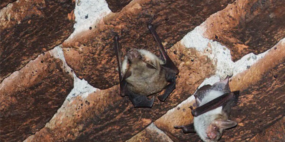 pipistrelli appoggiati alle tegole di un tetto