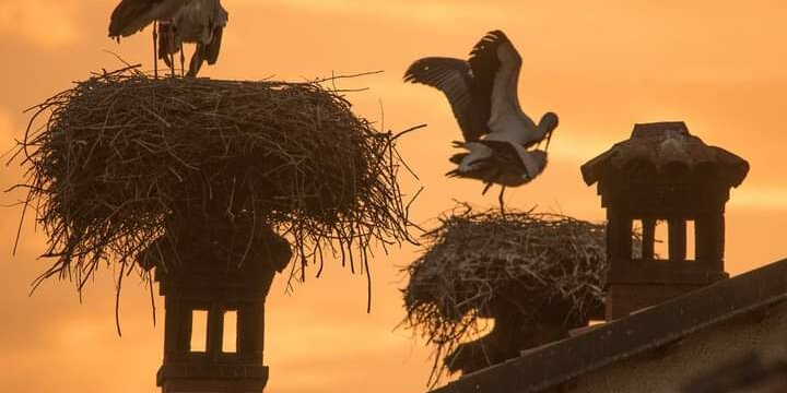 cicogne su comignoli al crepuscolo. il cielo è color arancione