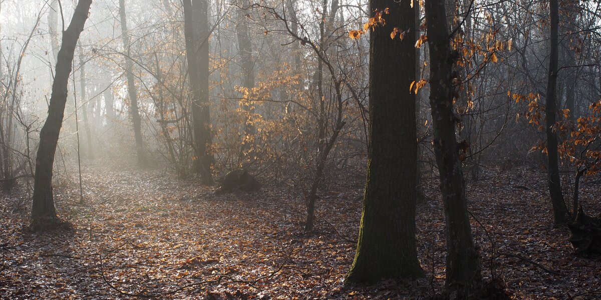 bosco in veste autunnale. alberi spogli, foglie a terra, luce radente proveniente da davanti