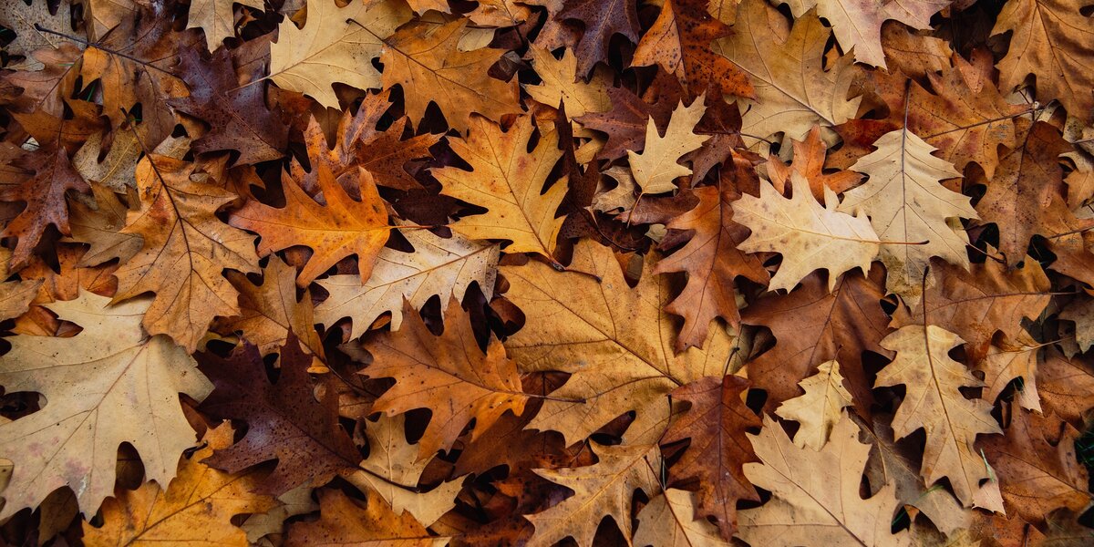foglie a terra in colorazione autunnale