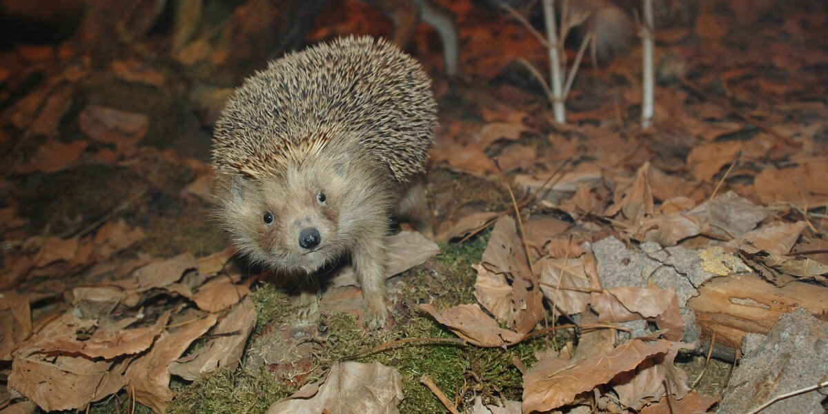Riccio europeo tra foglie secche autunnali su terreno ricoperto di muschio, con alberi spogli sullo sfondo