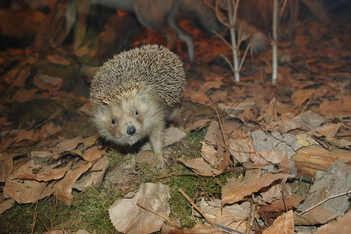 Riccio europeo tra foglie secche autunnali su terreno ricoperto di muschio, con alberi spogli sullo sfondo