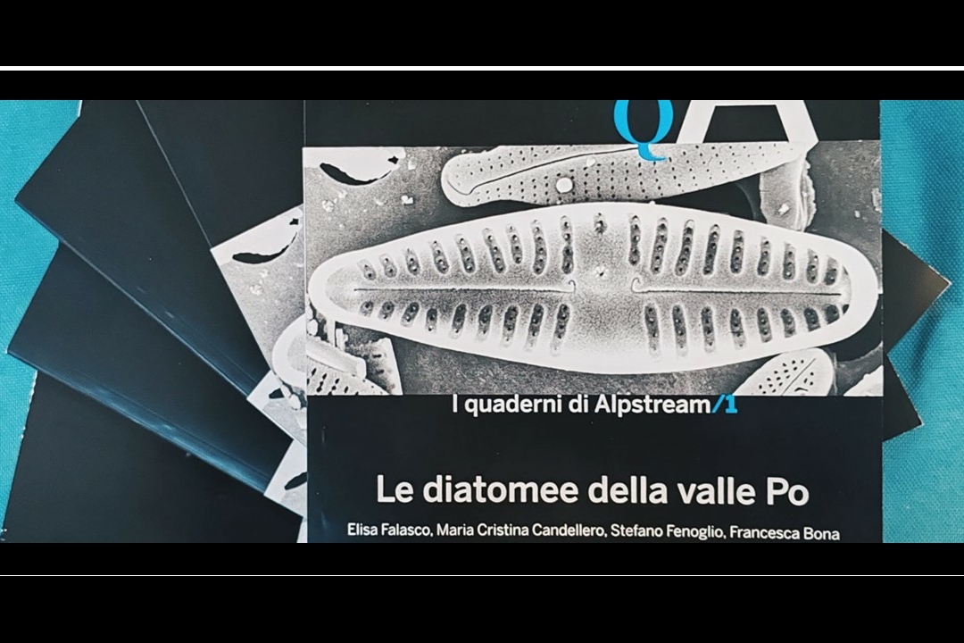 Copertina che riprende una porzione della copertina dell'atlante delle diatomee